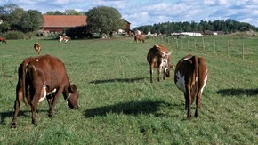 Kor på grönbete går mot ladugård, sett bakifrån.
