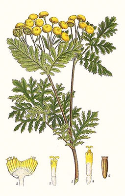 Illustration av renfanas olika växtdelar.
