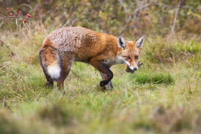 En rödräv ses ute i naturen med en fågel i munnen.