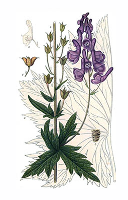 Illustration av stormhatts olika växtdelar.