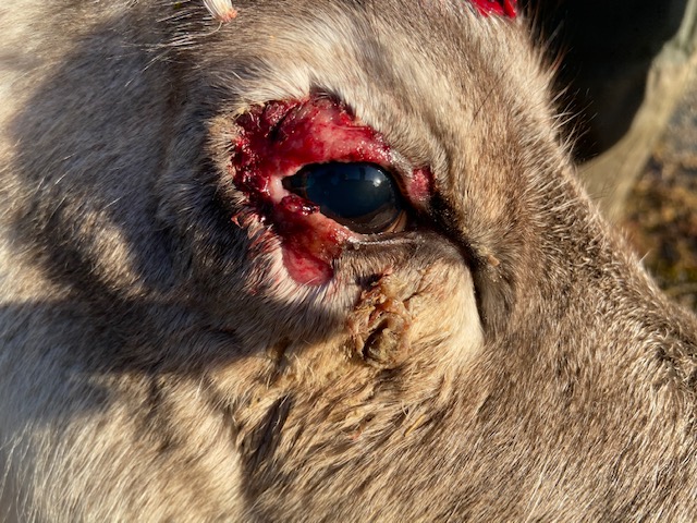 Kalv med sårigt ögonlock orsakat av renkoppsvirus