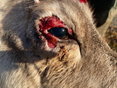 Kalv med sårigt ögonlock orsakat av renkoppsvirus 