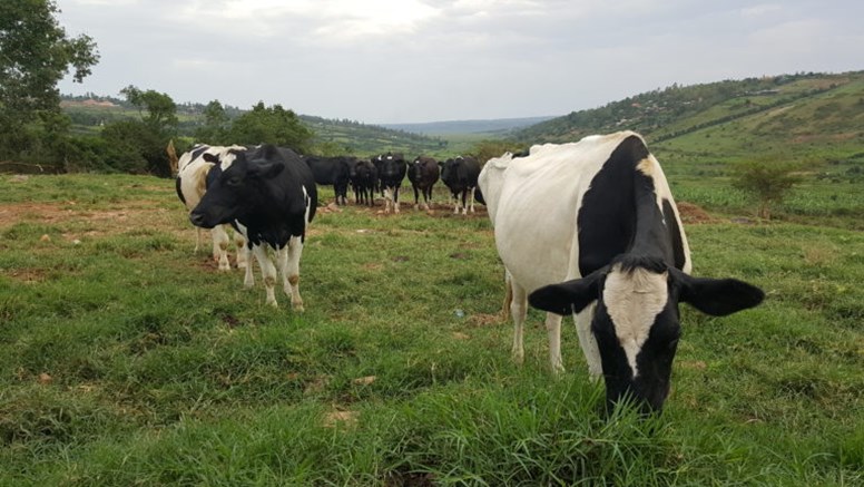 Rwanda har 1,33 miljoner nötkreatur varav 28 procent är “improved dairy cows” som producerar 82 procent av mjölken. Holstein är den vanligaste importerade rasen.