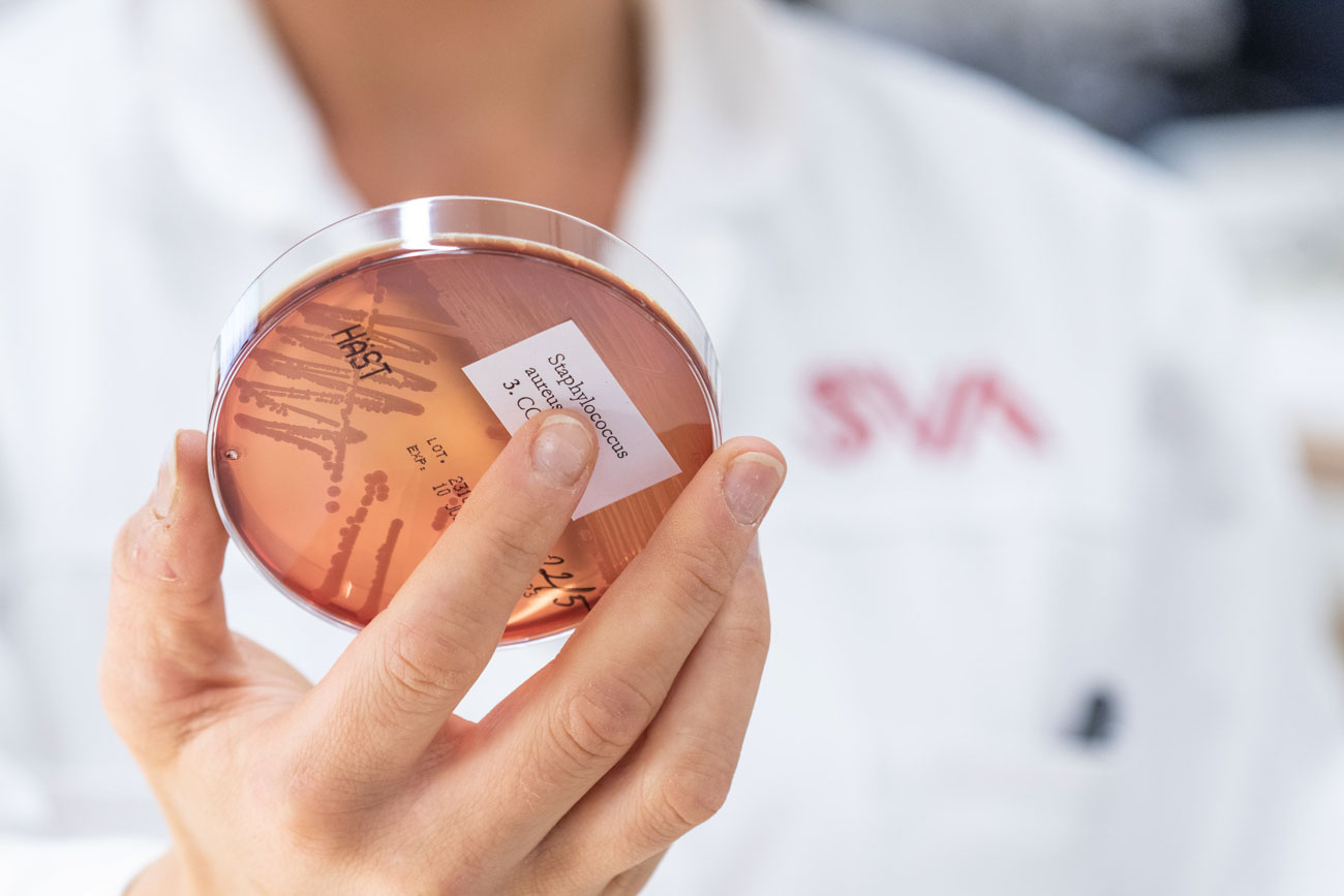 Agar