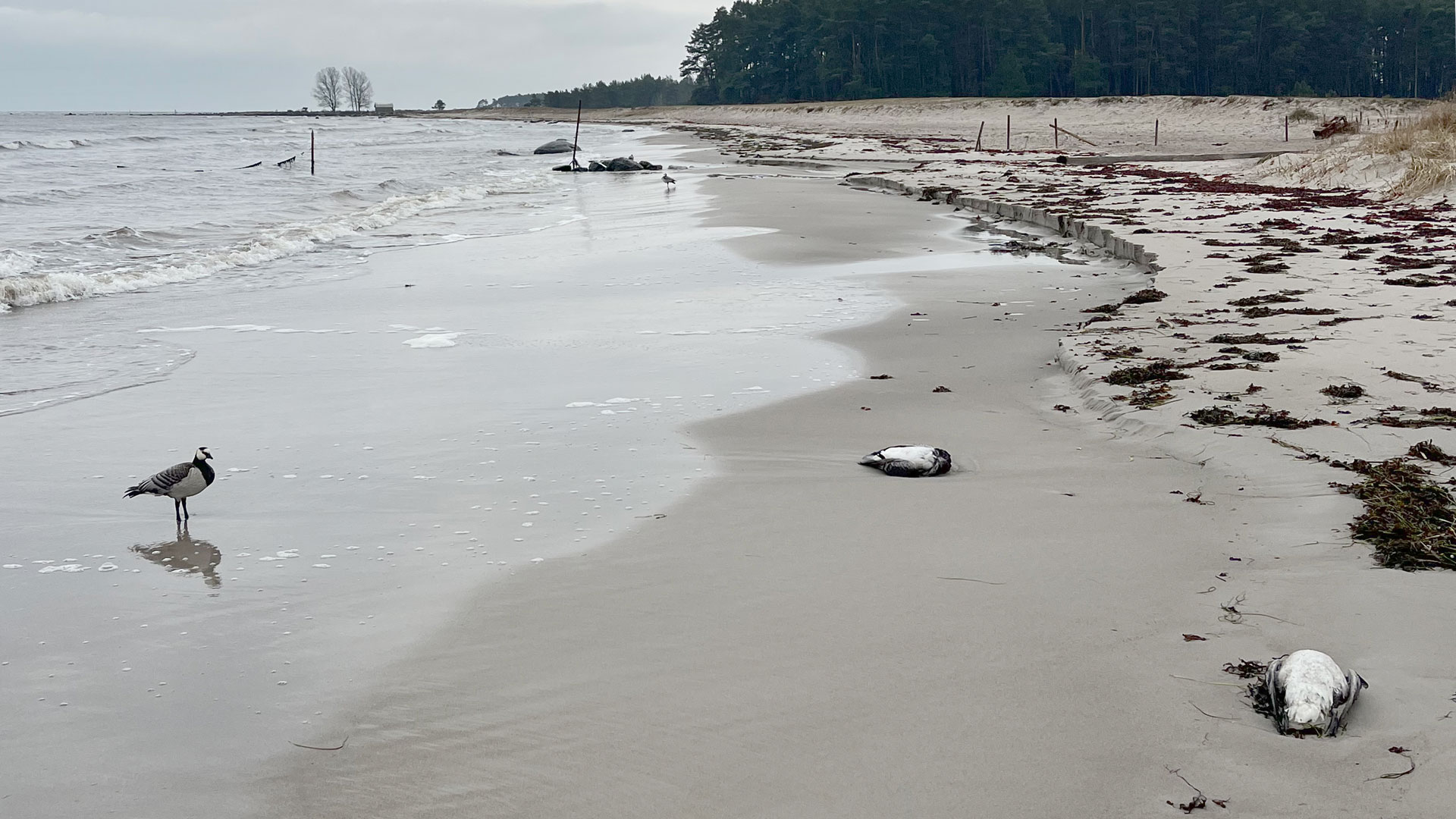 Strand på hösten med en vitkindad gås som verkar titta på två döda gäss. 