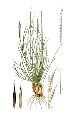 Stagg (Nardus stricta)