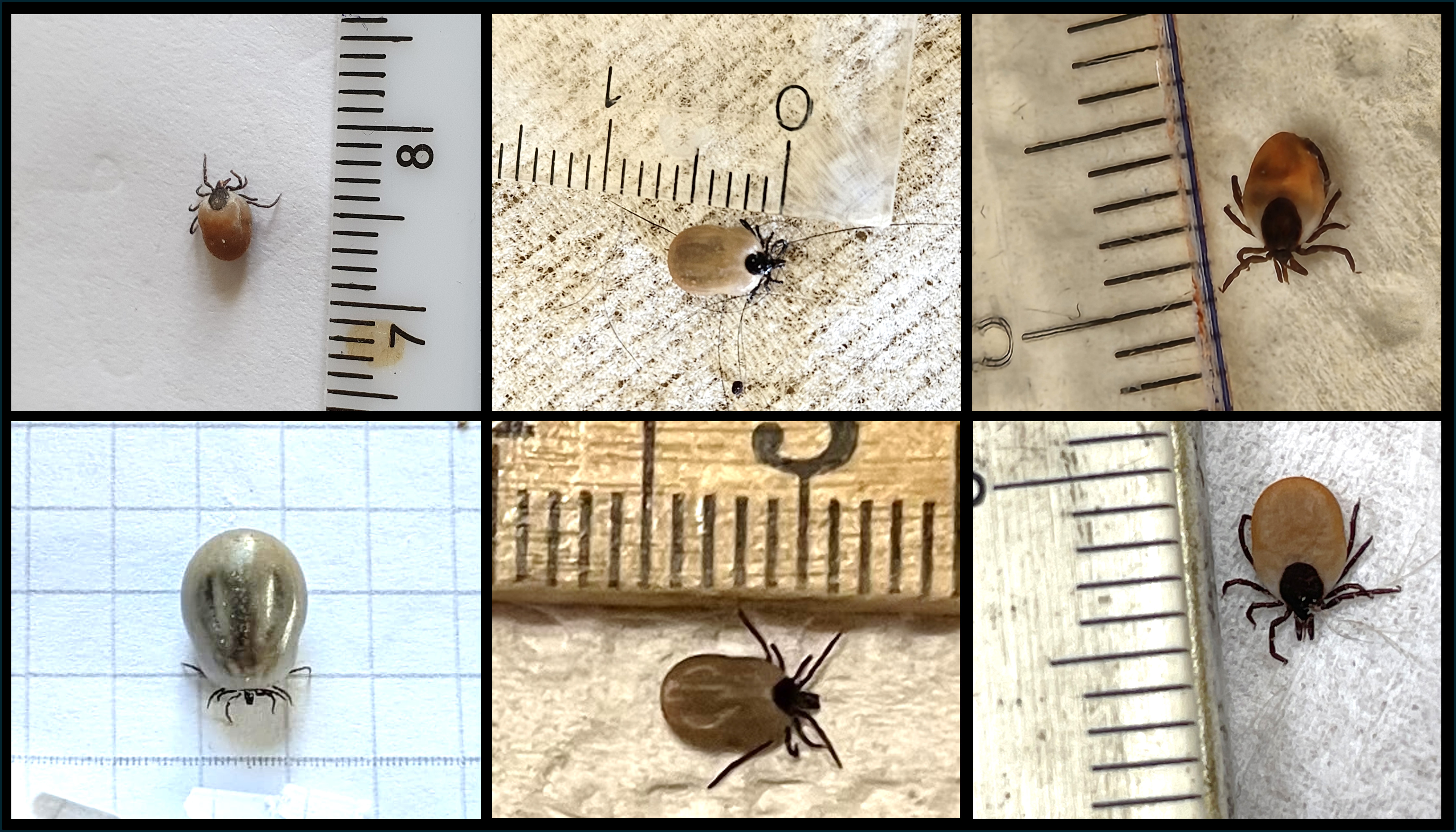 collage av flera närbilder av fästingar