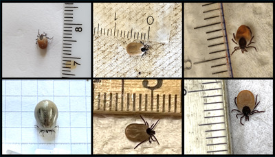 collage av flera närbilder av fästingar