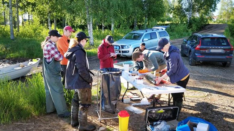 Provtagning i samband med hälsoövervakning av lax i Torneälven. Foto: Vittoria Todisco, Linnéuniversitetet