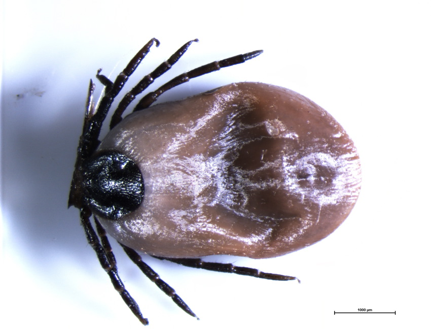 Vanlig fästing, blodfylld hona