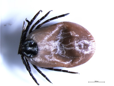 Närbild på brun fästing med svarta ben.