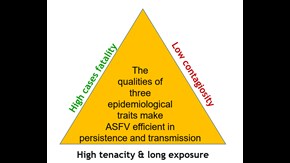 Triangeldiagram över smittbenägenheten hos ASFV