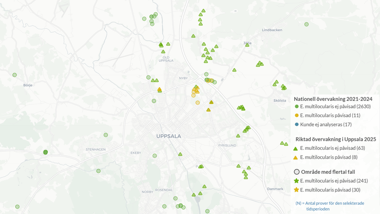 Karta över Uppsala med gula markeringar som visar var rävens dvärgbandmask påvisats och gröna där masken inte påträffats. Några samlade gula markeringar är omgivna ett sextiotal gröna.