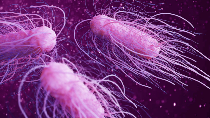 Salmonella 3D-illustration