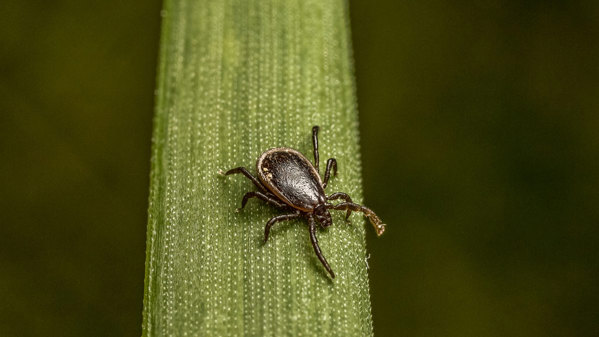 Vanlig fästing (Ixodes ricinus) - hane Foto Anders Lindström