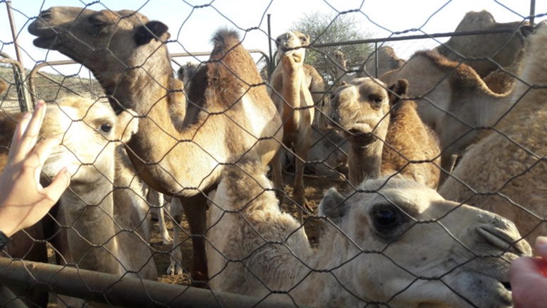 Kameler i hägn