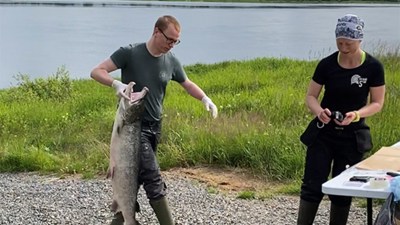 Lax bärs fram till provtagning.