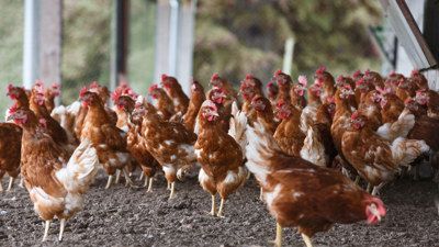 En flock brun-vita höns i en hönsgård.