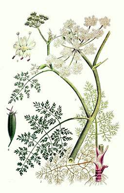 Illustration av vattenstäkras olika växtdelar.