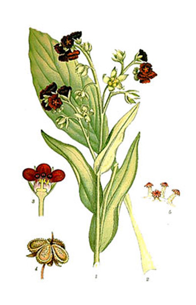 Illustration av hundtungas olika växtdelar.