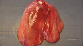 Bild 1: Missfärgad lever med blödningar från kyckling med inklusionskroppshepatit (IBH).