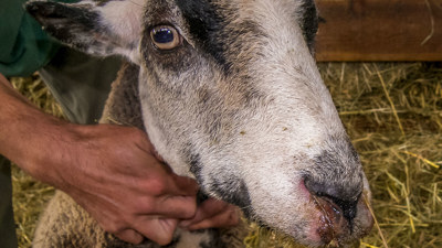 Närbild av mule på får drabbat av blåtunga.