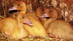 Fyla ällingar av gul anka i ett hönshus