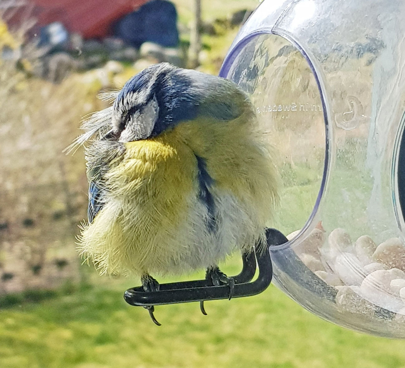 En sjuk blåmes sitter på en fågelmatare.