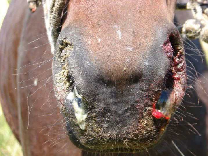 Varigt och blodtillblandat näsflöde hos häst med rots.