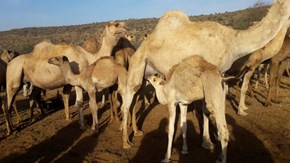 Hungriga kamelkalvar får dia från mammorna efter att de mjölkats.