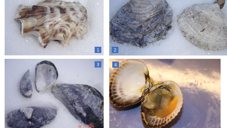 Fytra bilder på olika musslor