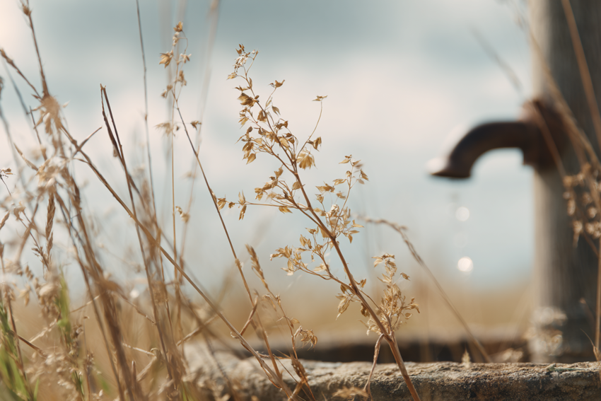 En tunn rännil vatten kommer ur en kran vid ett fält med torra, gula växter under en molndisig sommarhimmel.