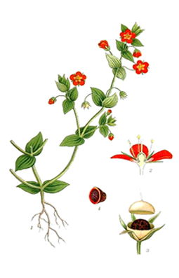 Illustration av rödmires olika växtdelar.