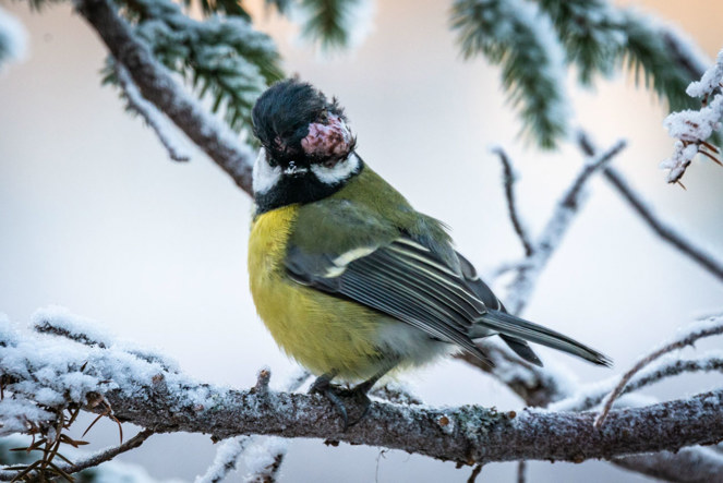 Fågelkoppor på talgoxe