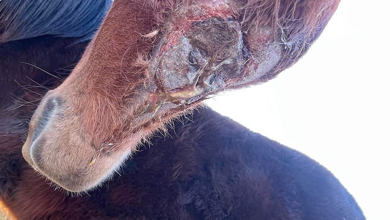 Närbild av häst med sår orsakat av kvarka. 