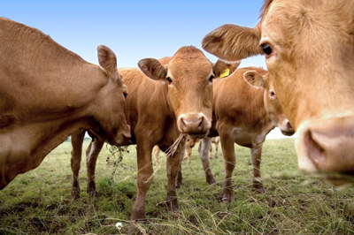 En flock bruna nötkreatur betar på gräsmark och tittar nyfiket och närgånget på fotografen.