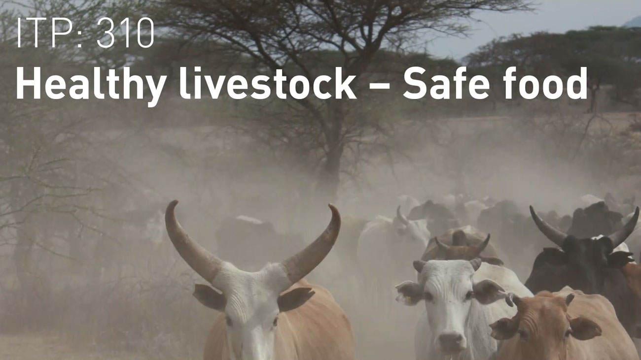 The ITP “Healthy livestock – safe food” aims to reduce poverty of small holder farmers in southern and east Africa through improved animal health and reduced antimicrobial resistance, with a focus on organisations in the livestock sector from farm to fork.
