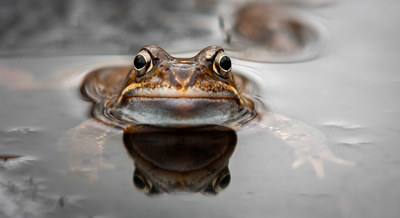 Bild på groda i vatten, grodan tittar in i kameran