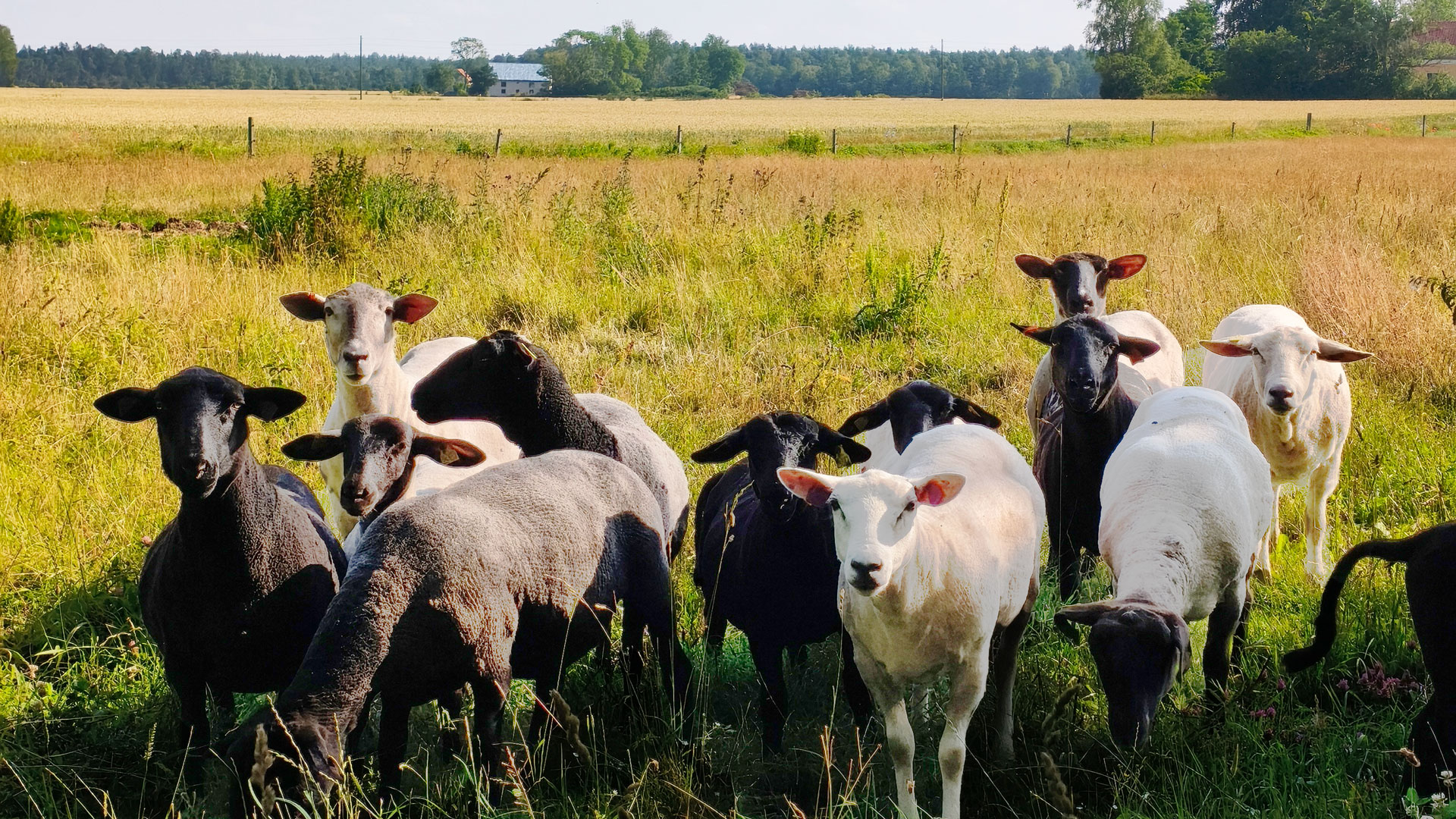 Ett tiotal svarta och vita får på en sommaräng tittar nyfiket på fotografen