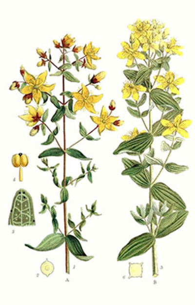 Illustration av johannesörts olika växtdelar.