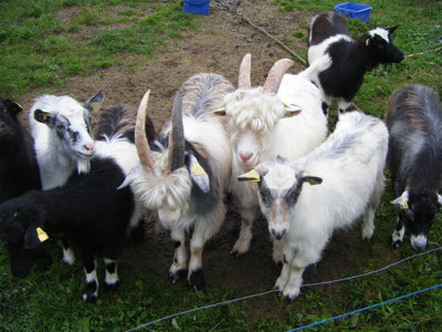 Åtta unggetter av svensk lantras, innanför ett hägn.