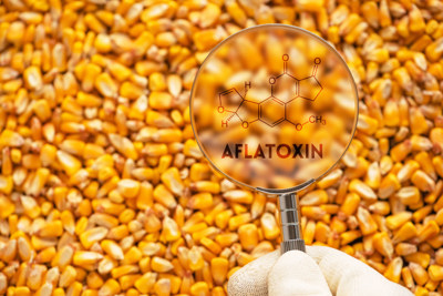 Frön med varning för aflatoxin
