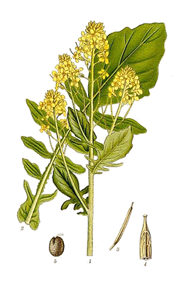 Illustration av sommargyllens olika växtdelar.