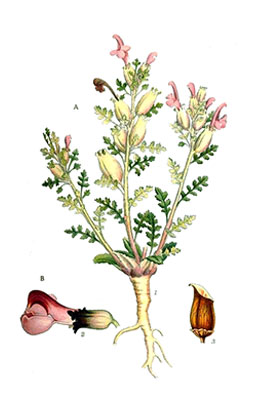 Illustration av kärrspiras olika växtdelar.