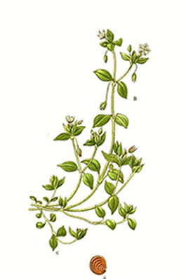 Illustration av våtarvs olika växtdelar.