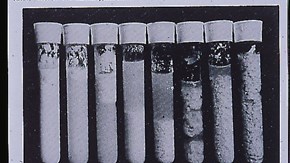 Exempel ur en gammal bok på mjölk från kor infekterade med Mycoplasma bovis.