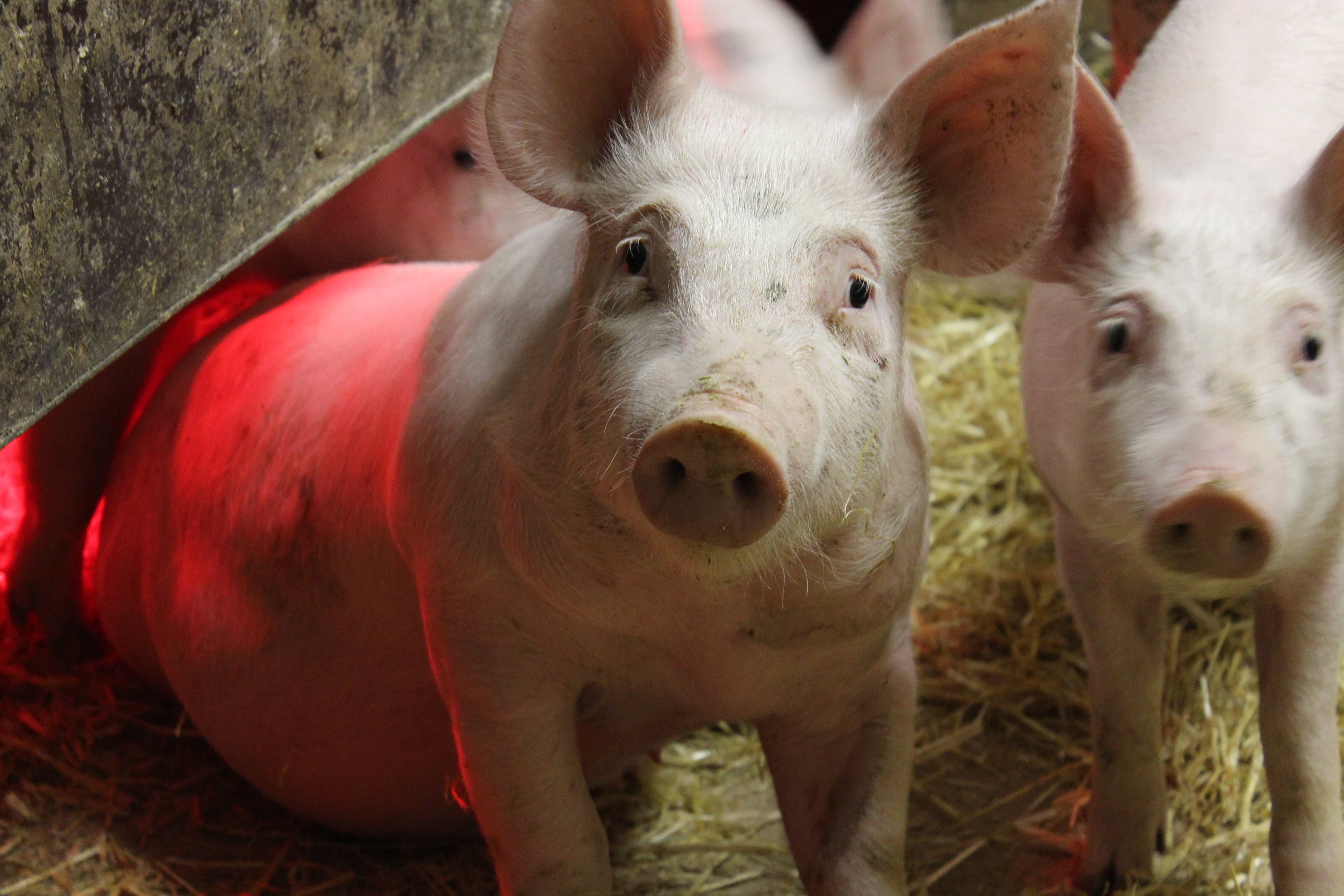 Två grisar i en stia.