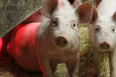 Två grisar i en stia.