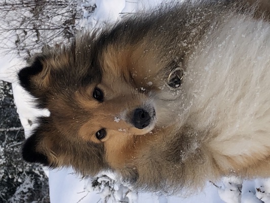 Närbild av en vit-brun-svart shetland sheepdog med snö i pälsen i ett vinterlandskap.