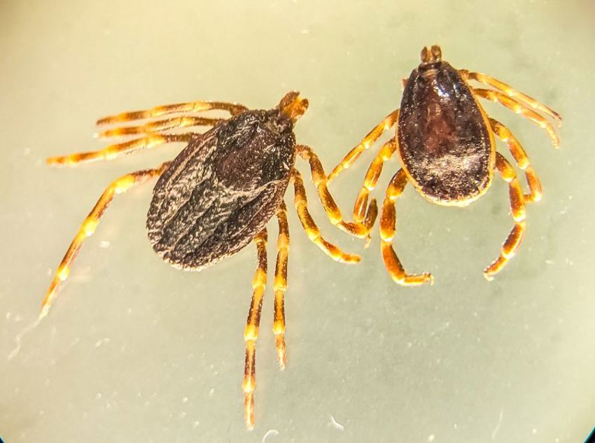 Hyalomma marginatum- hane och hona